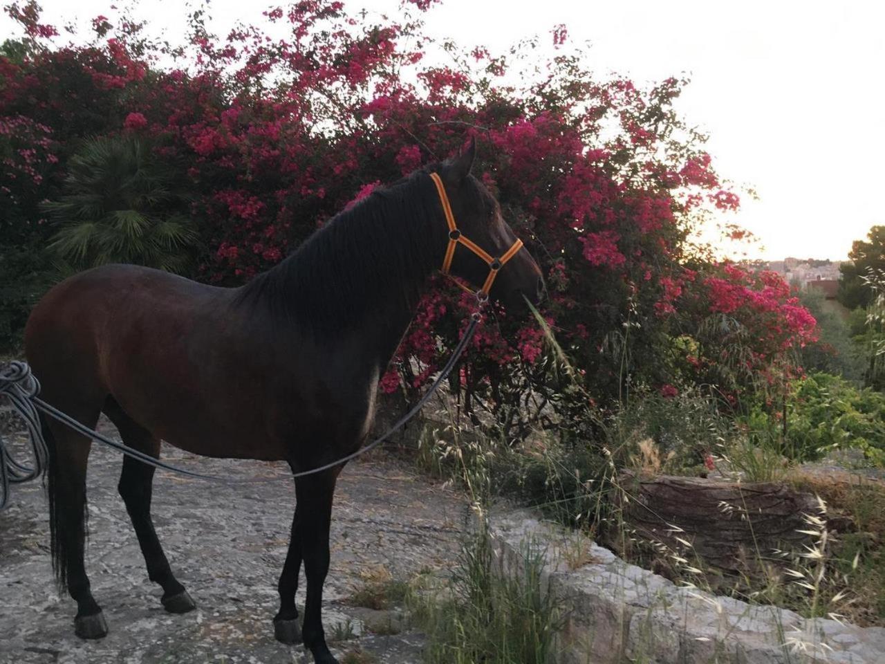 Country Room Sicily - Agrigentoholidays Extérieur photo